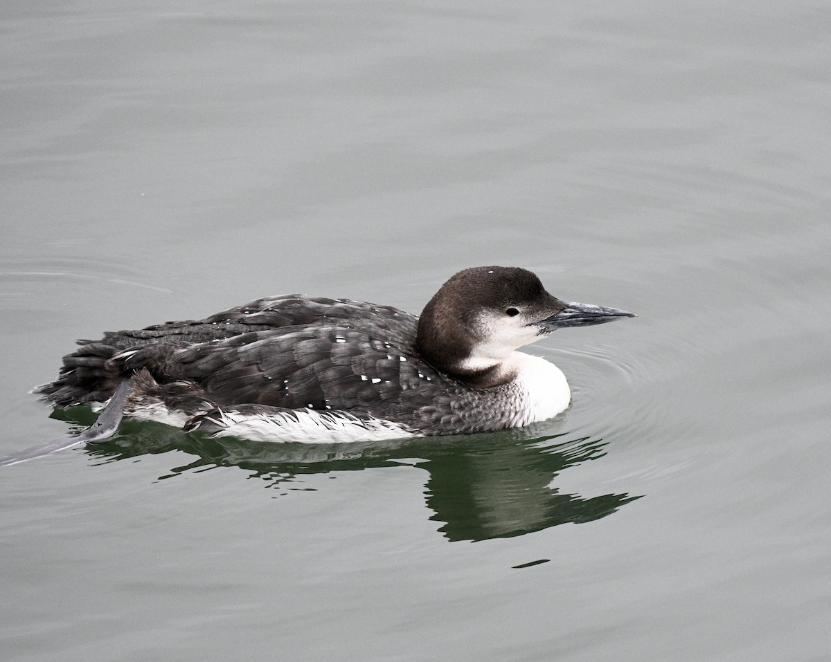 Common Loon - Claudia C