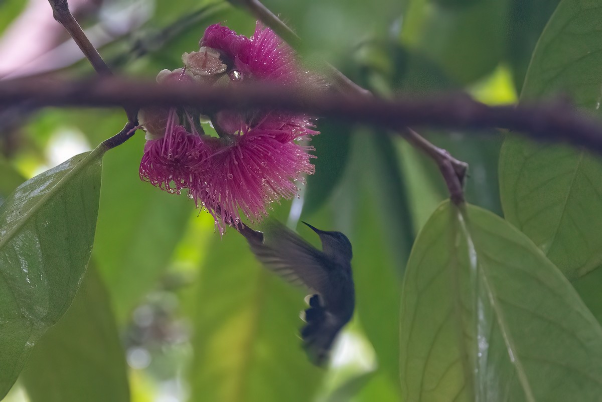 kolibřík chocholatý (ssp. exilis) - ML615836455