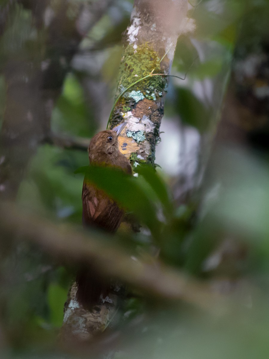 Plain-winged Woodcreeper (Plain-winged) - ML615836474