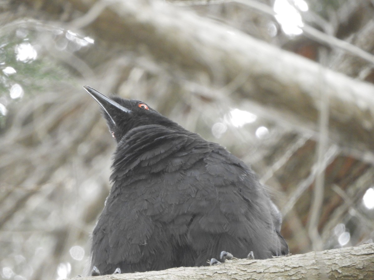 White-winged Chough - ML615836501