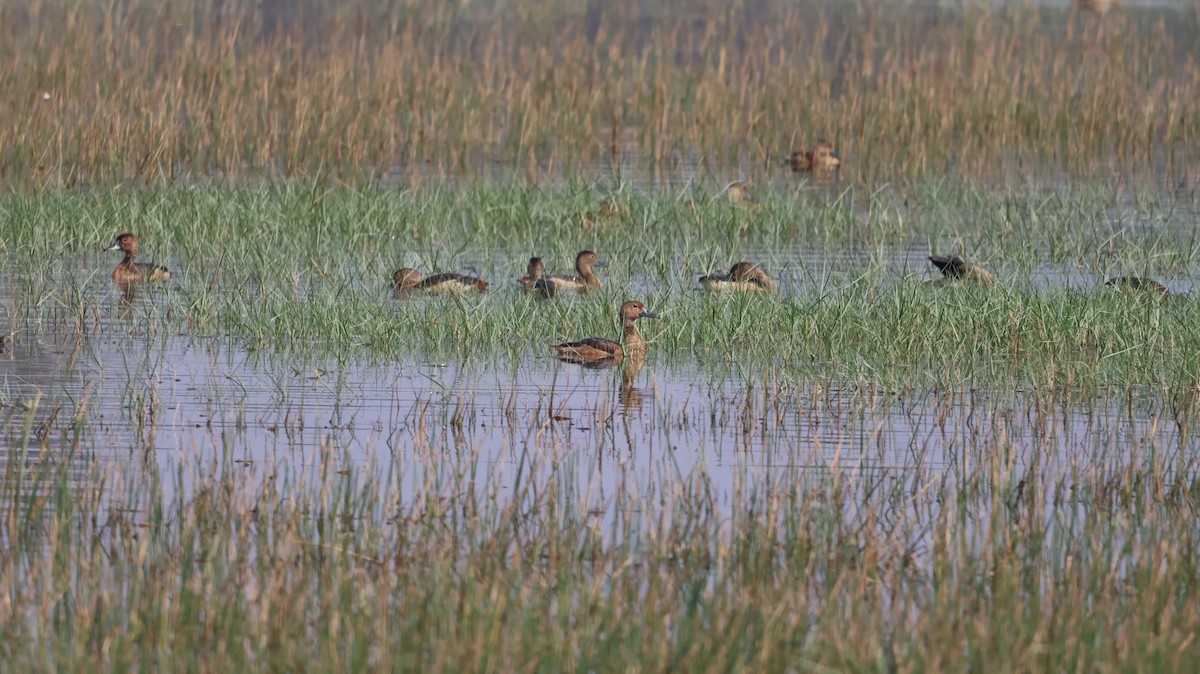 Lesser Whistling-Duck - Anonymous