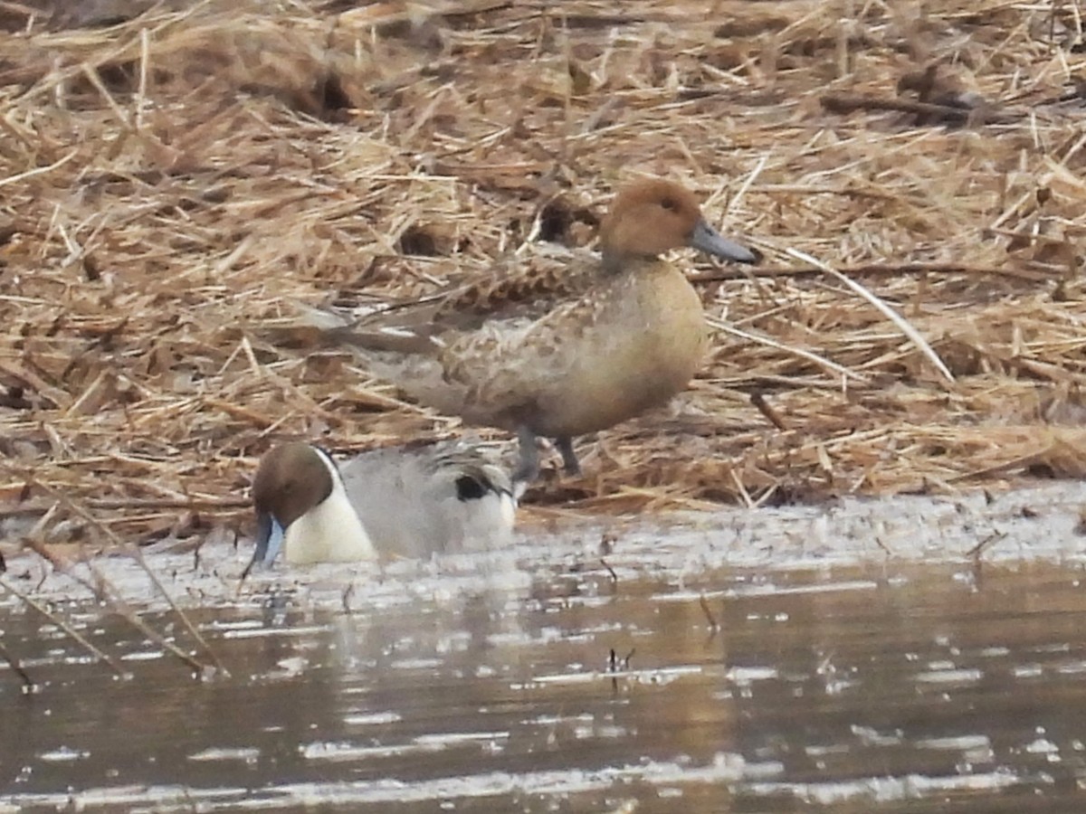 Northern Pintail - ML615836548