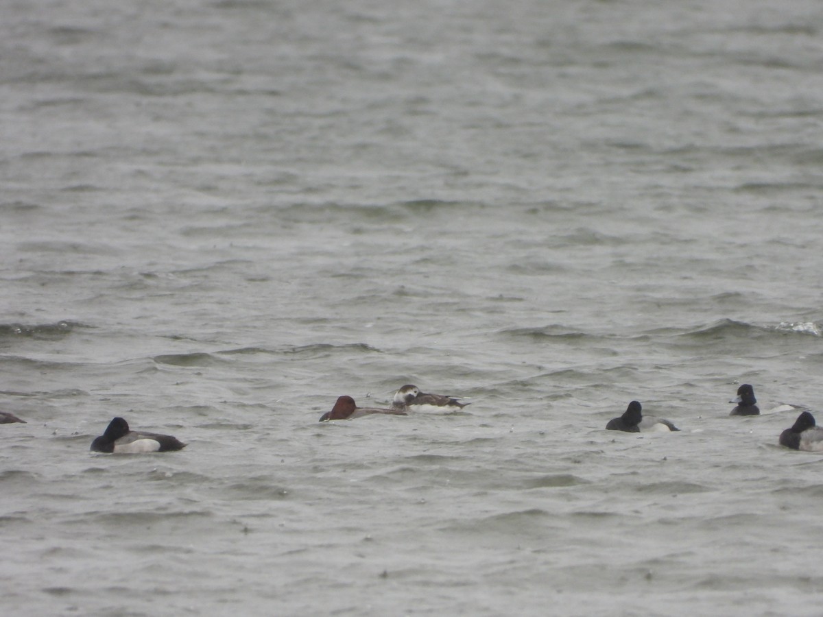 Long-tailed Duck - ML615836583