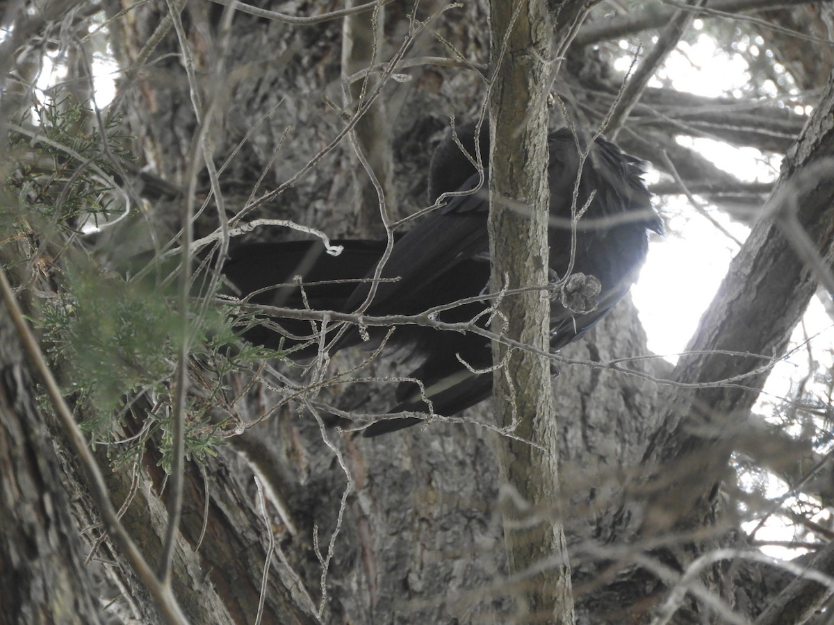 White-winged Chough - ML615836604