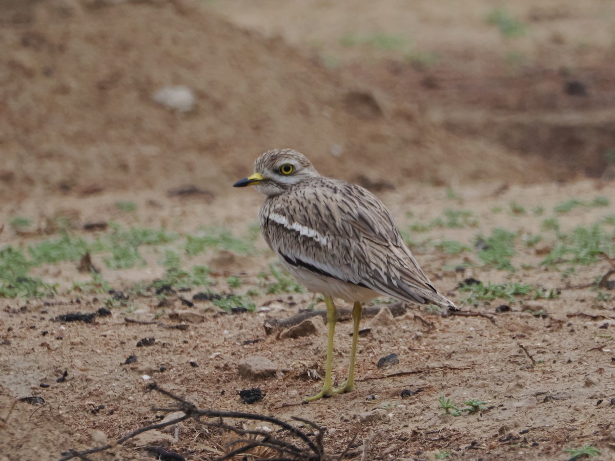 Eurasian Thick-knee - Miles Mcevoy