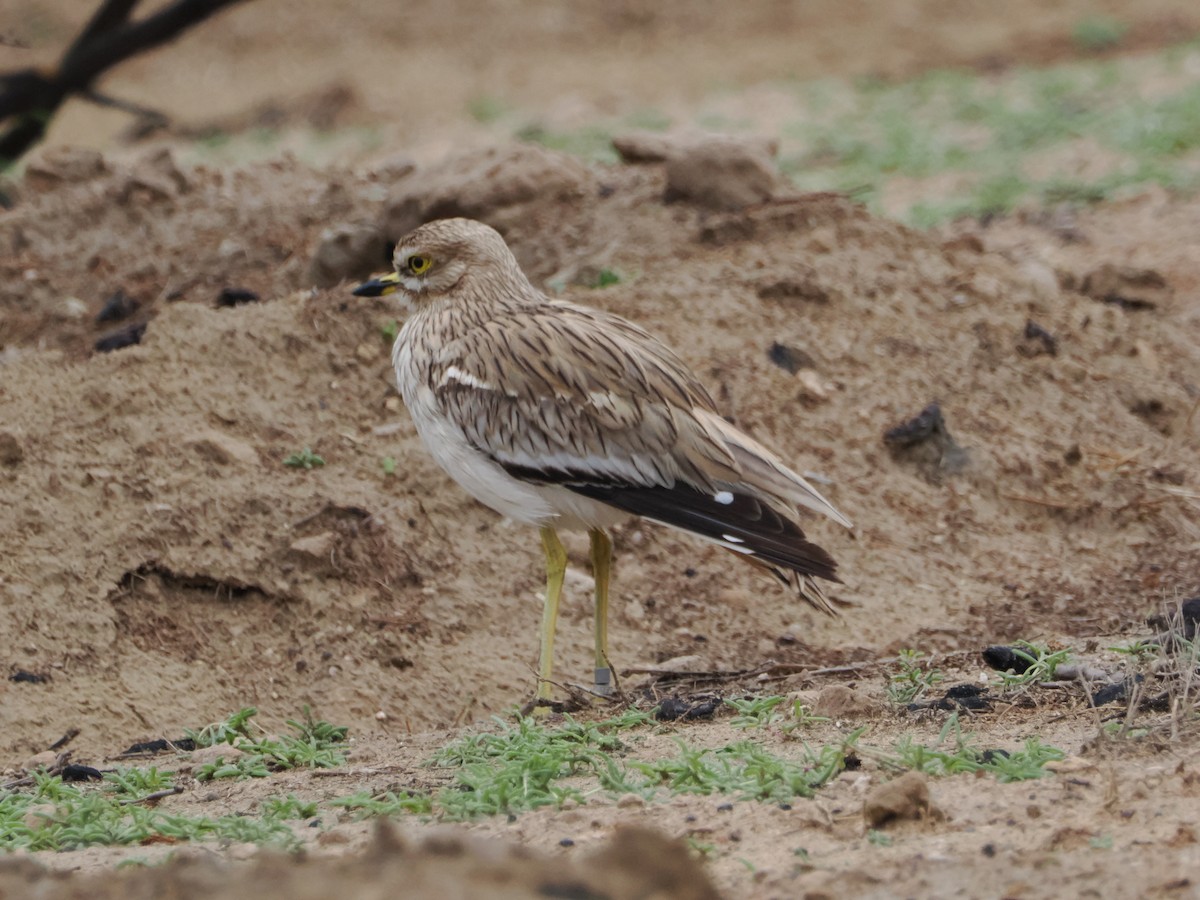 Eurasian Thick-knee - Miles Mcevoy