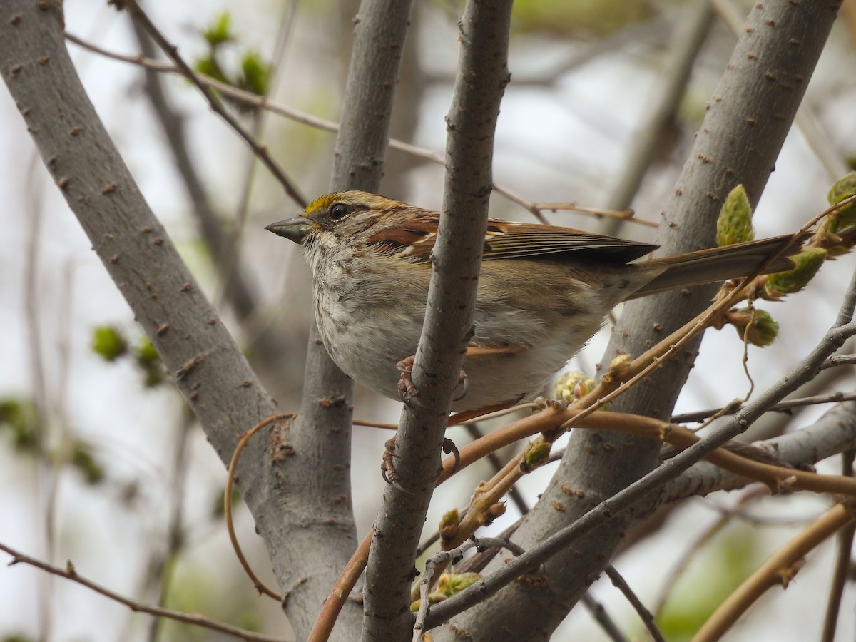 White-throated Sparrow - ML615836624