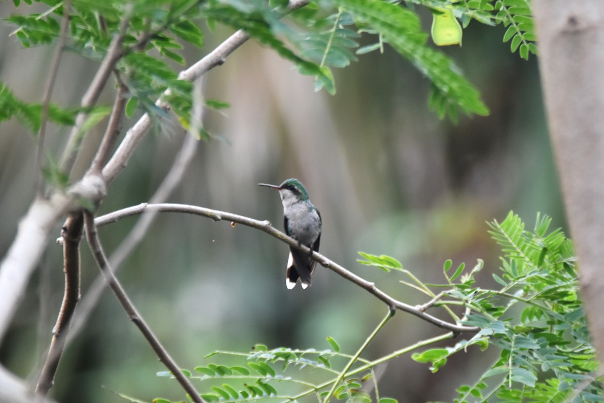 Cozumel Emerald - ML615836727