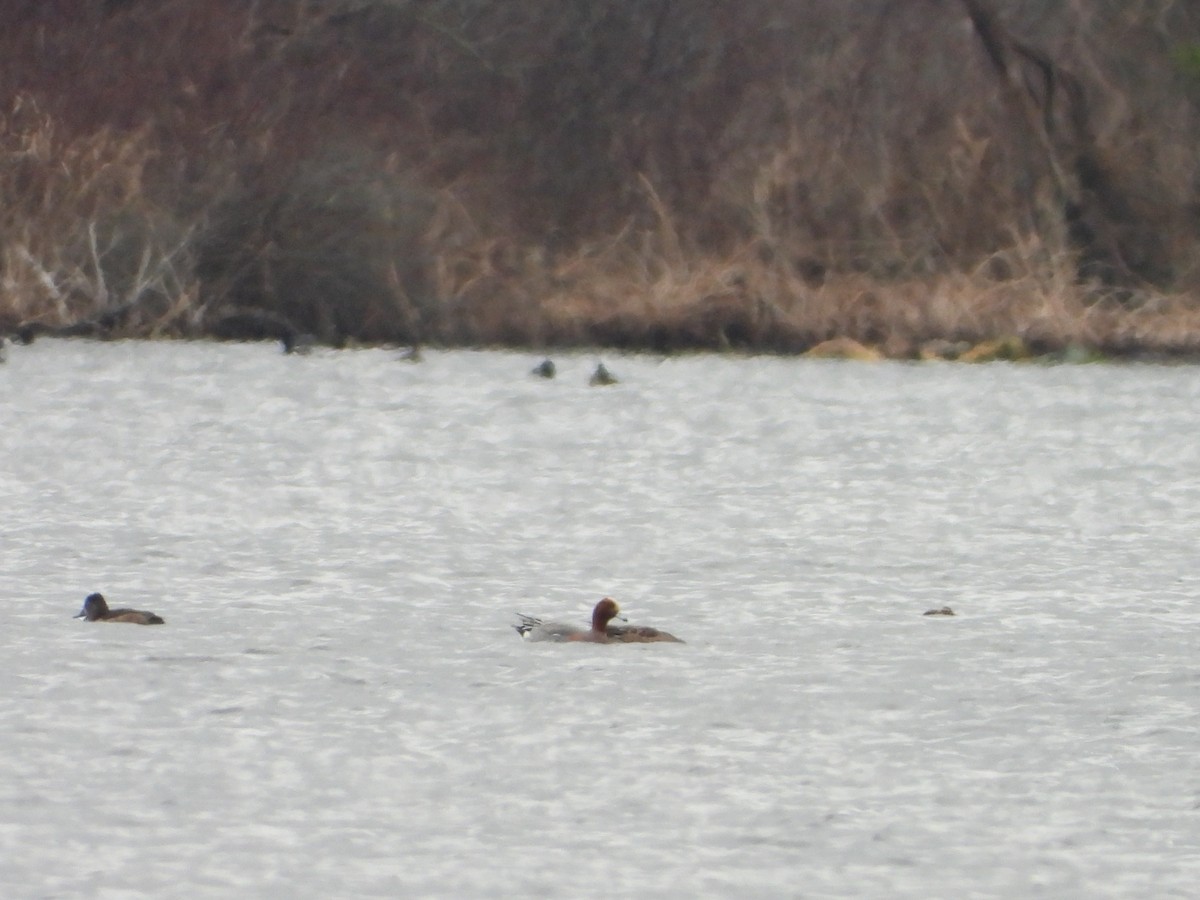 Eurasian Wigeon - Amanda & Matt Sloan