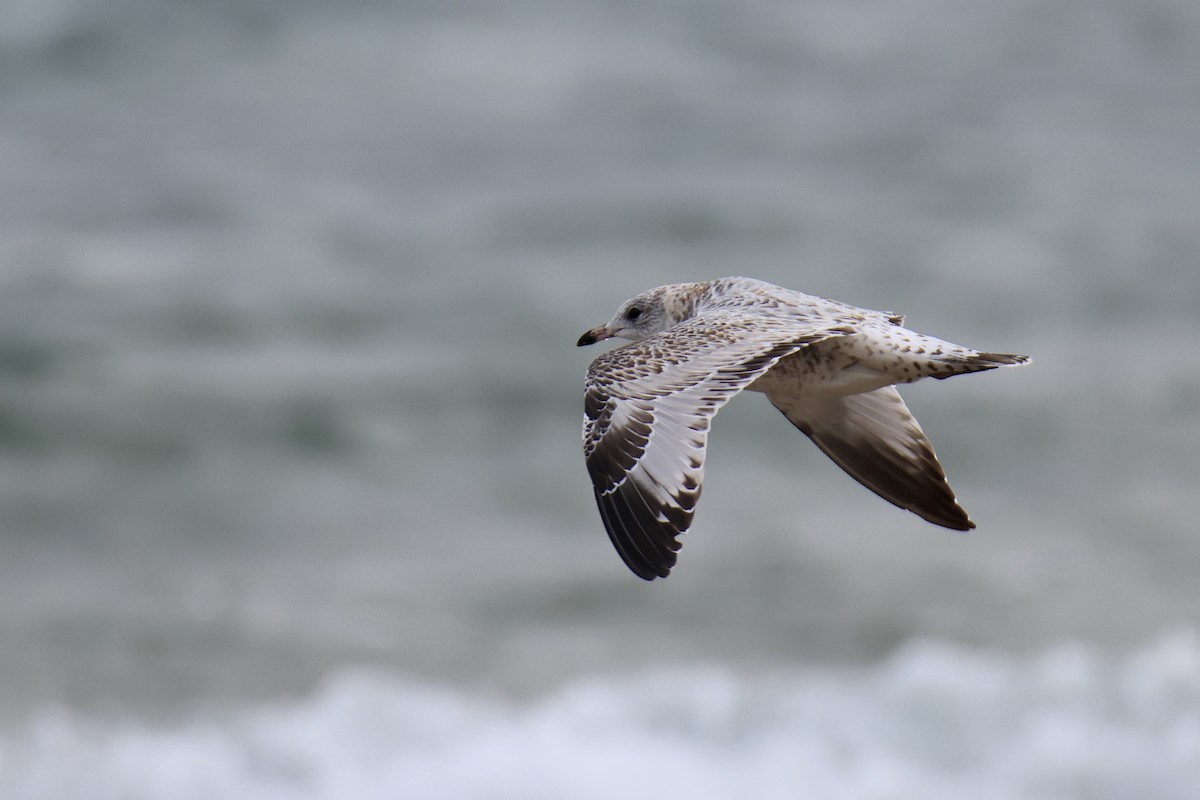 Ring-billed Gull - ML615836851