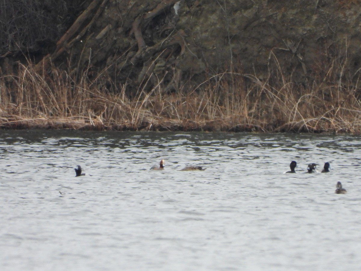 Eurasian Wigeon - ML615836857