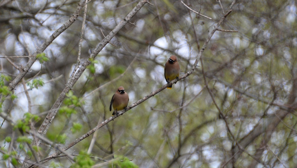 Cedar Waxwing - Larry Raymond