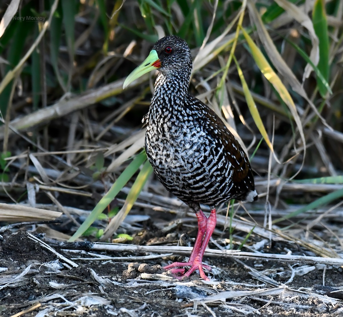 Spotted Rail - ML615836898