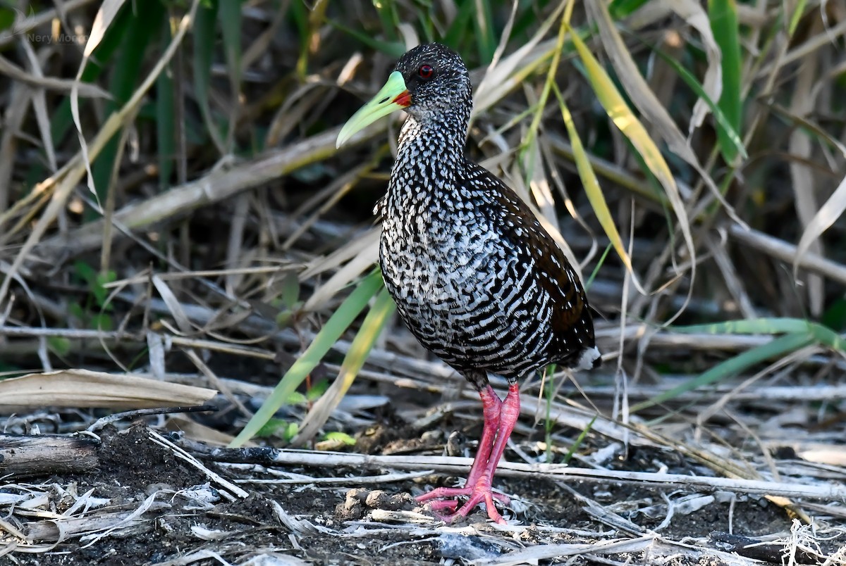 Spotted Rail - ML615836899