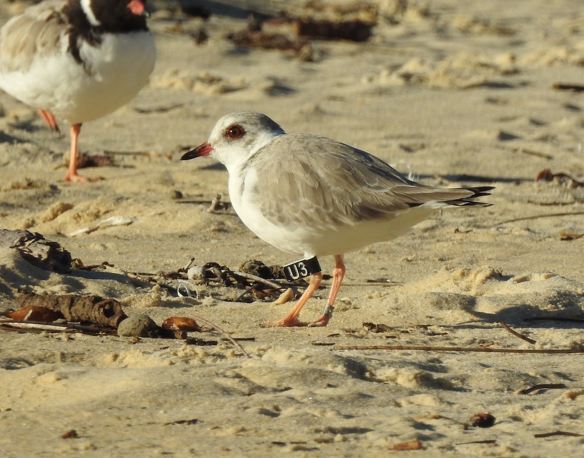 Hooded Plover - Mark Ley