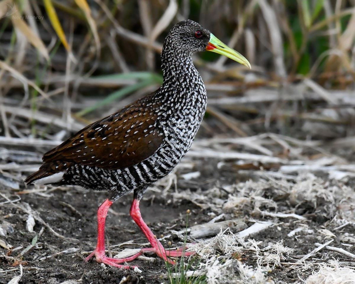 Spotted Rail - ML615836906