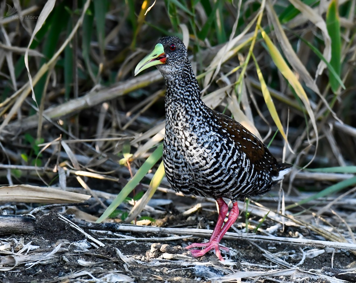 Spotted Rail - ML615836908