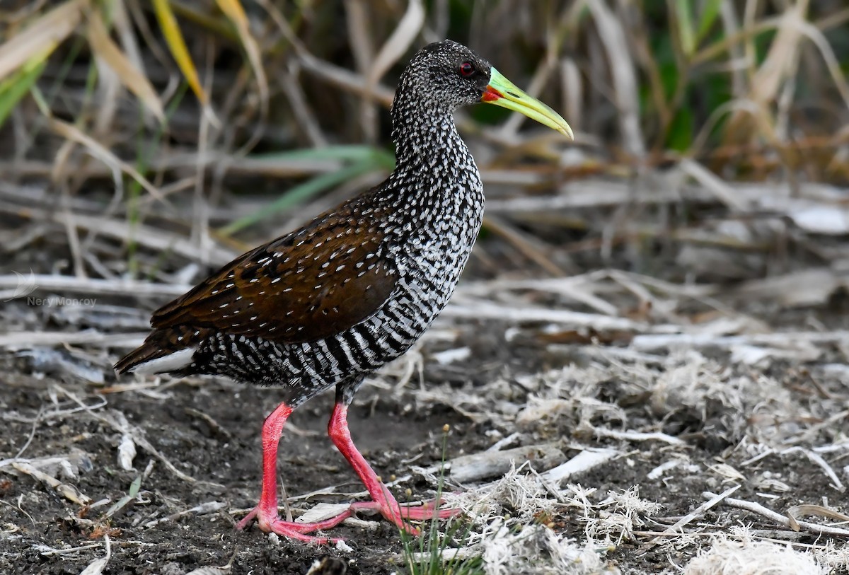 Spotted Rail - ML615836909