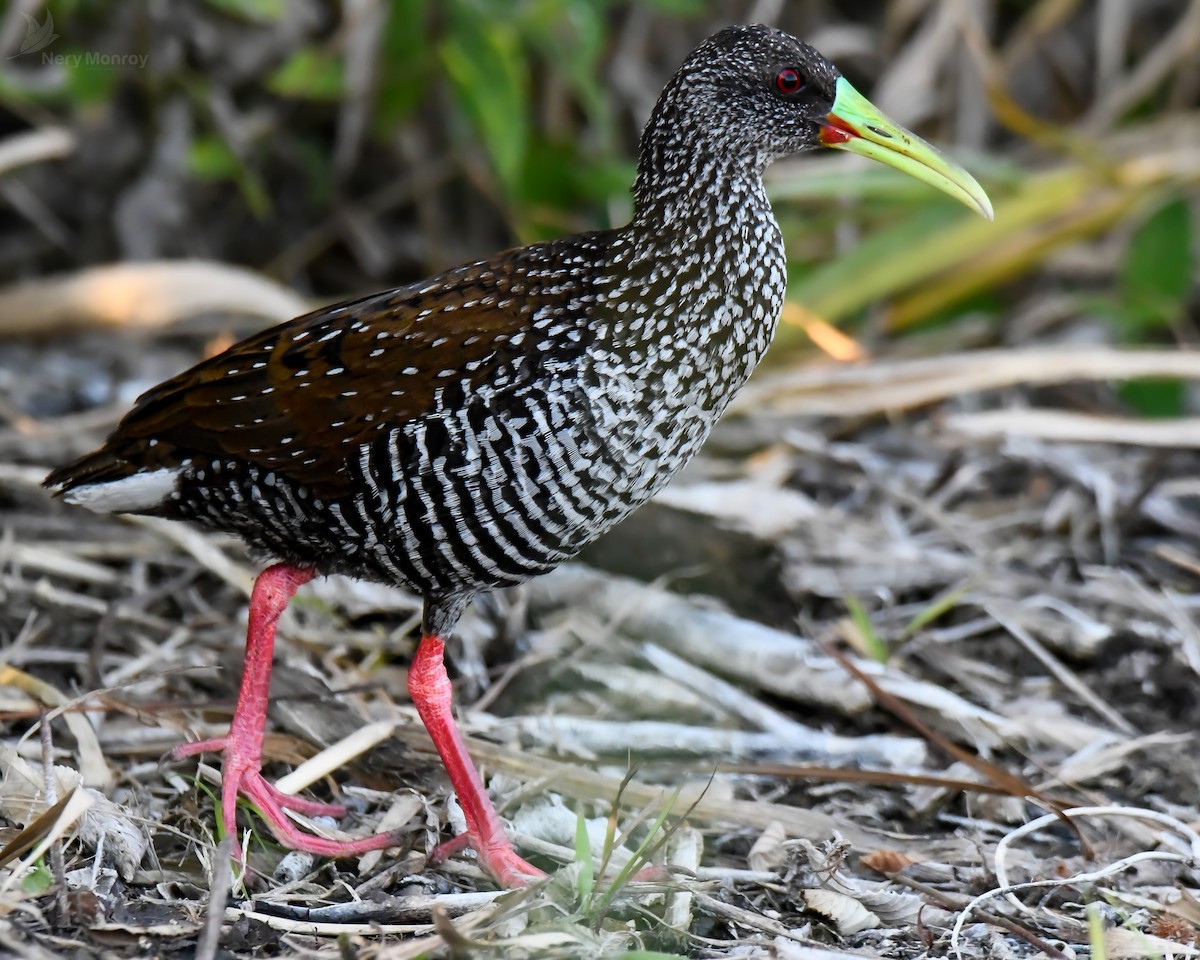 Spotted Rail - ML615836911