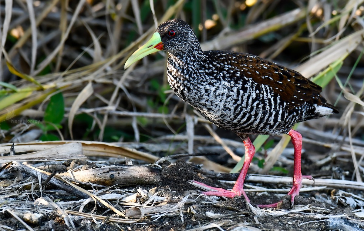 Spotted Rail - ML615836913