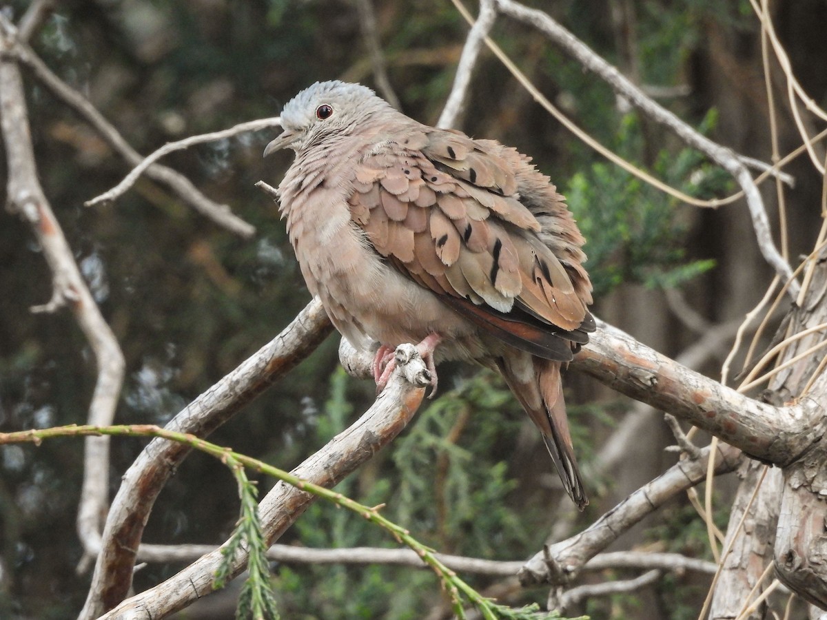 Ruddy Ground Dove - ML615836916