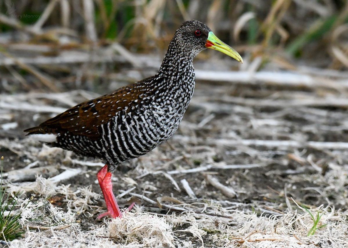 Spotted Rail - ML615836923