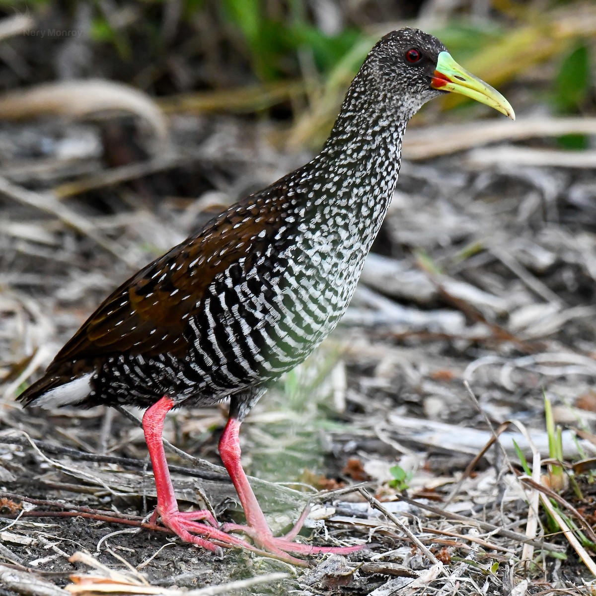 Spotted Rail - ML615836929