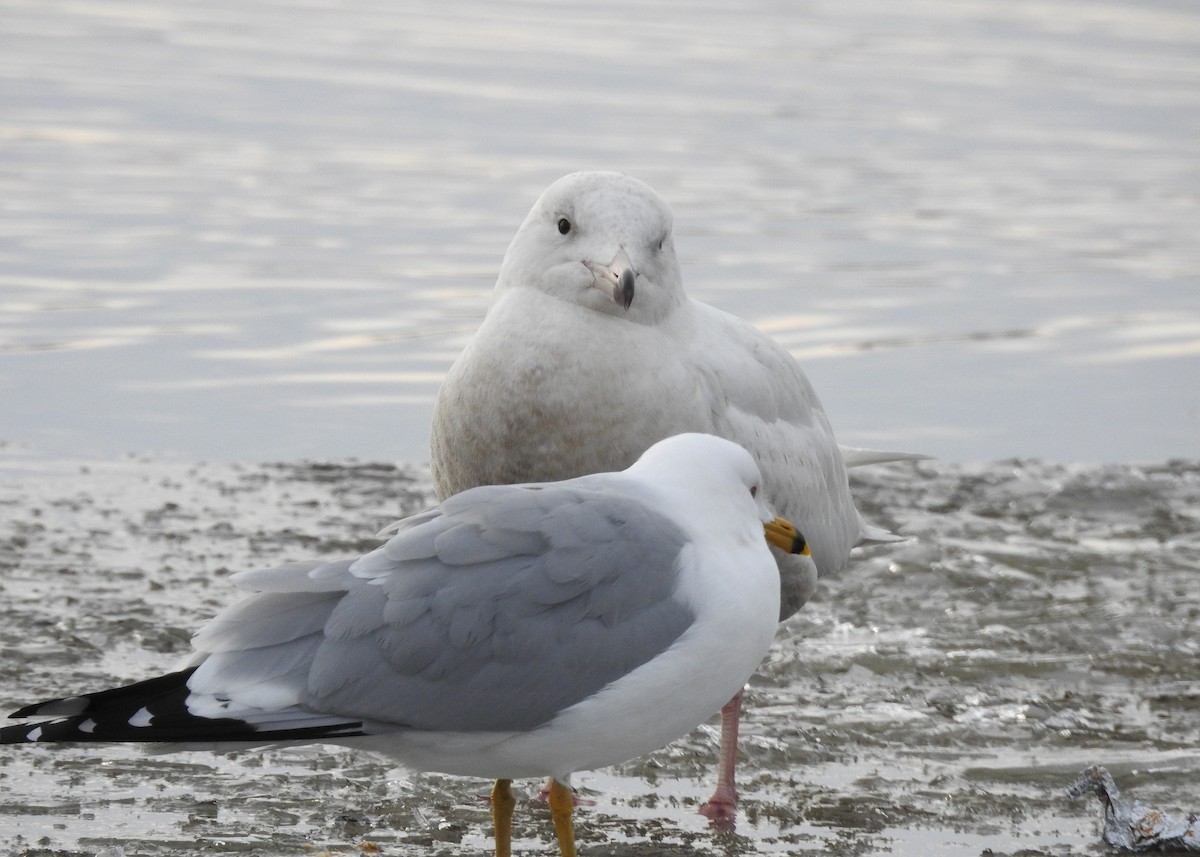 Glaucous Gull - Max Francioni