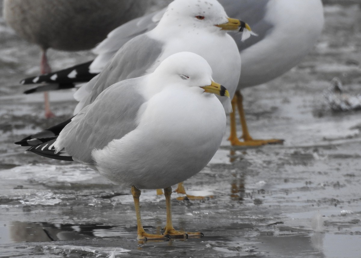 Ring-billed Gull - Max Francioni