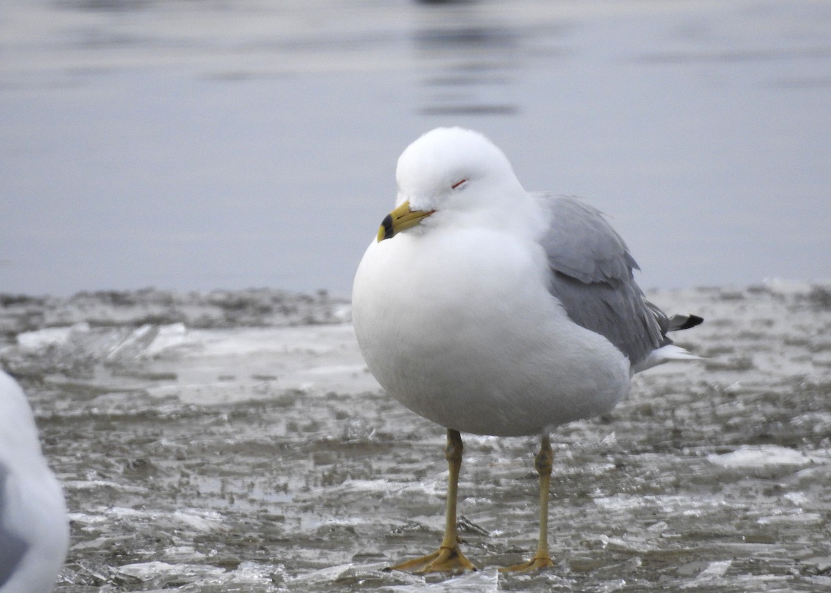 Ring-billed Gull - ML615836981