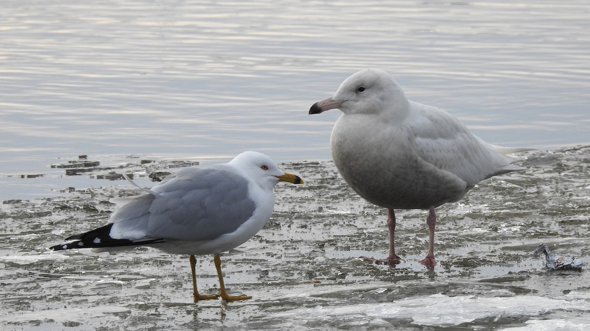 Ring-billed Gull - ML615836989