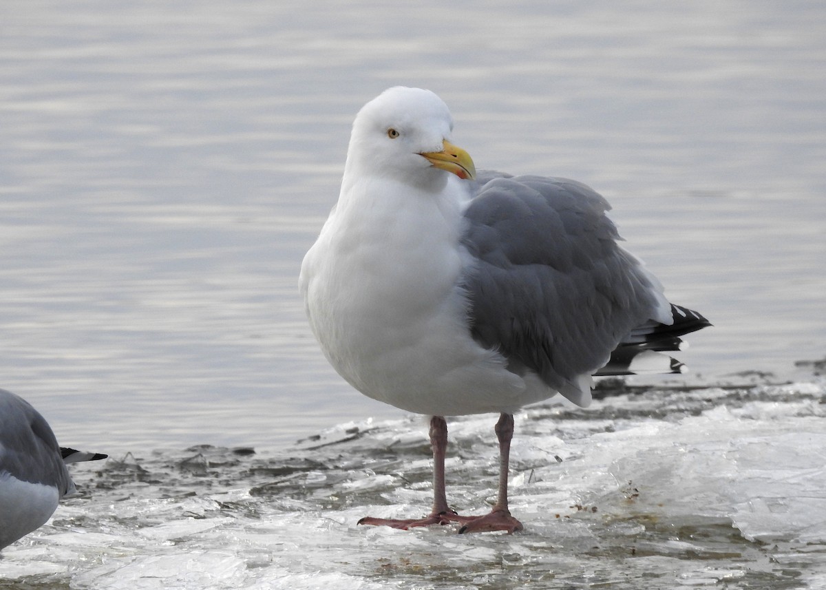 Gaviota Argéntea - ML615836991