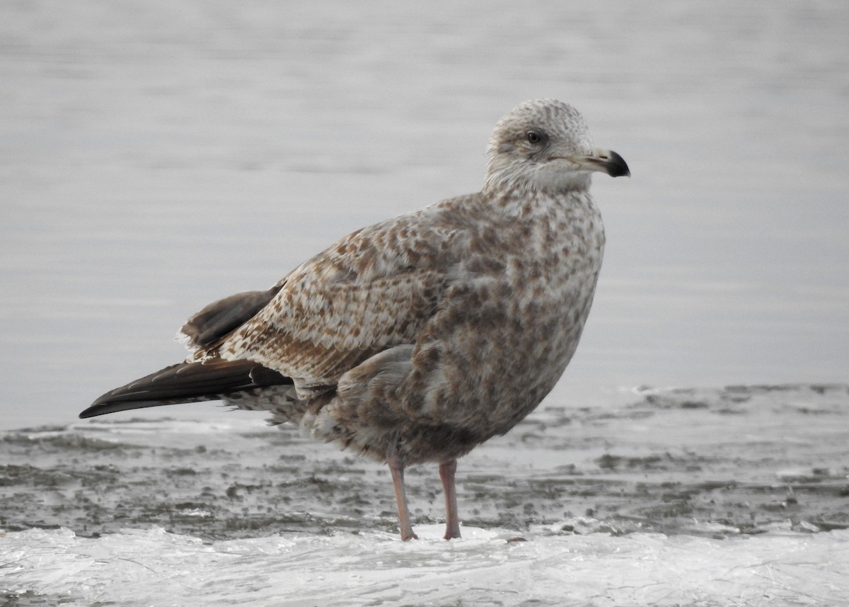 Gaviota Argéntea - ML615836992