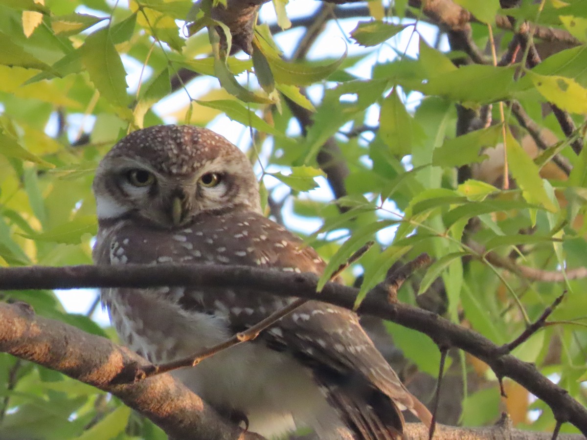 Spotted Owlet - ML615836995