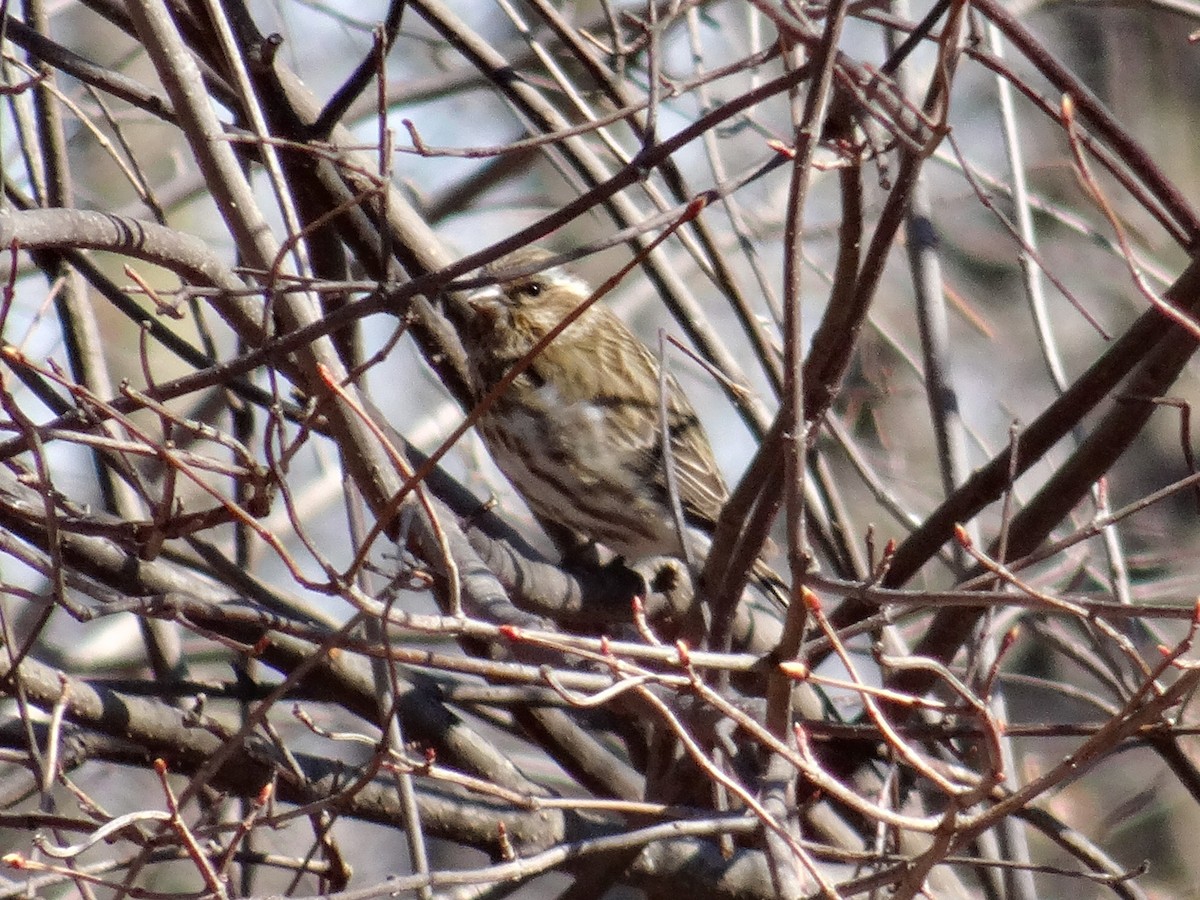 Purple Finch (Eastern) - ML615837027