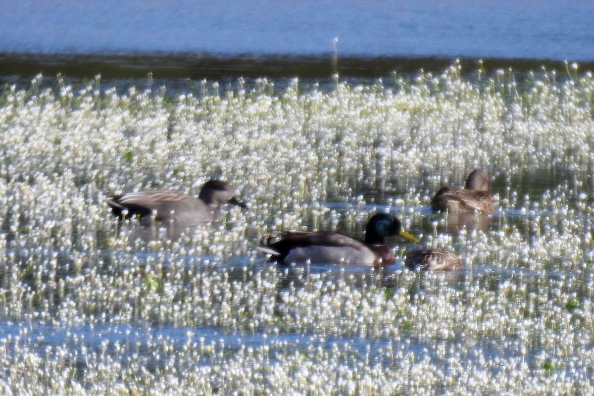 Gadwall - ML615837066