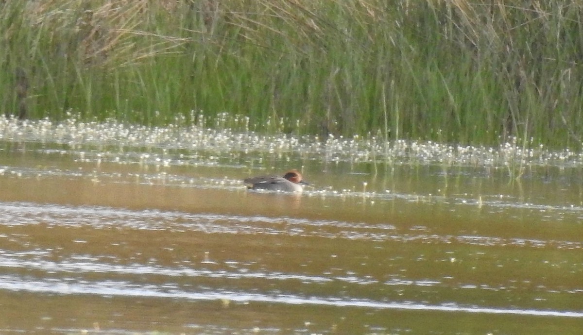 Green-winged Teal - ML615837087