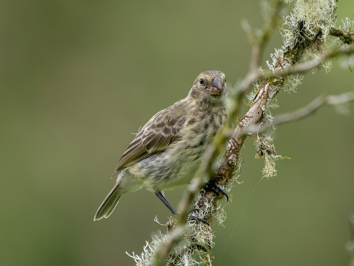 Medium Ground-Finch - ML615837092