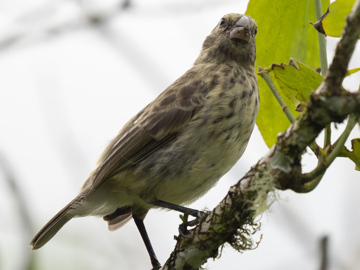 Medium Ground-Finch - Steven Hunter