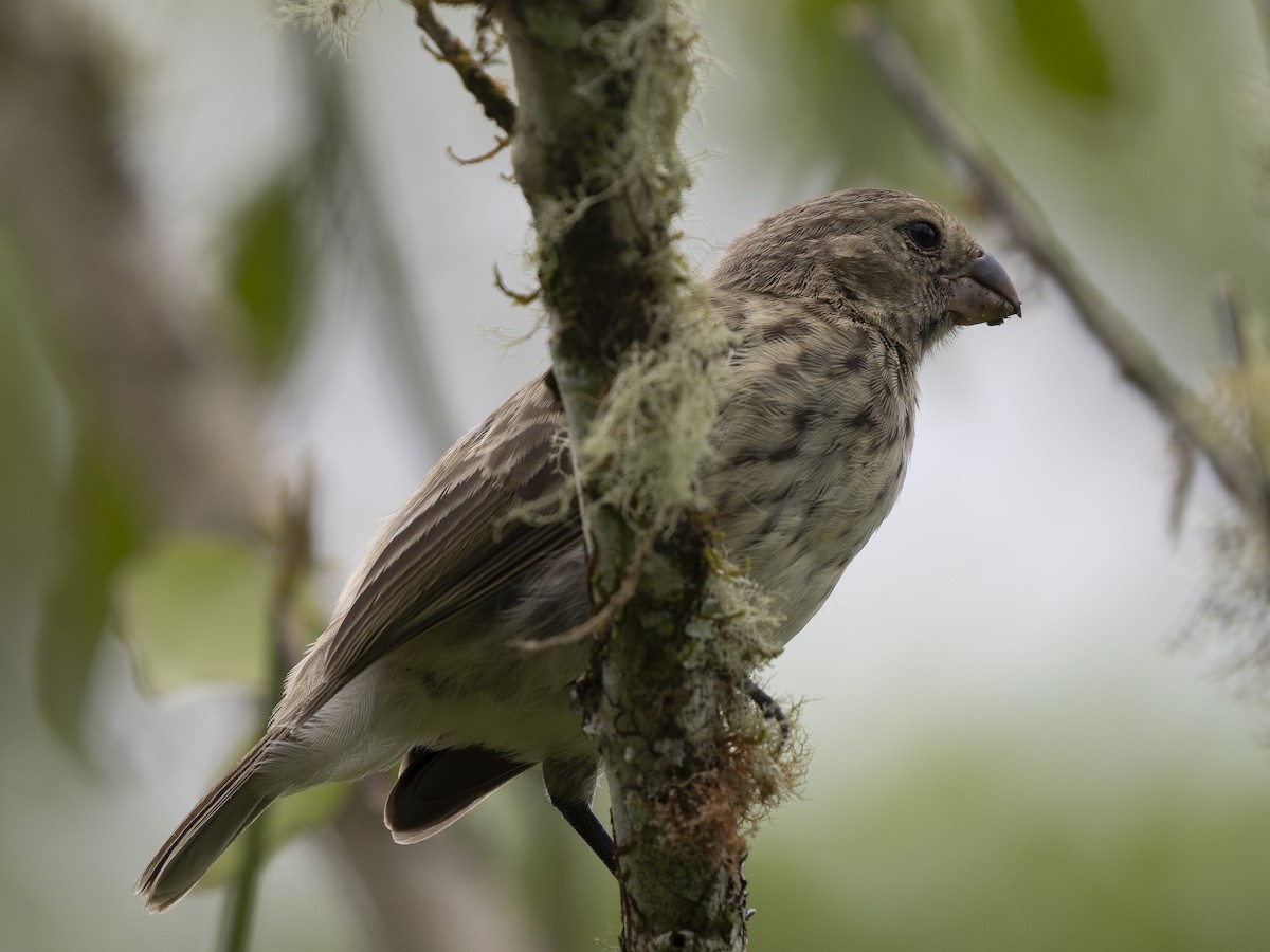 Medium Ground-Finch - Steven Hunter