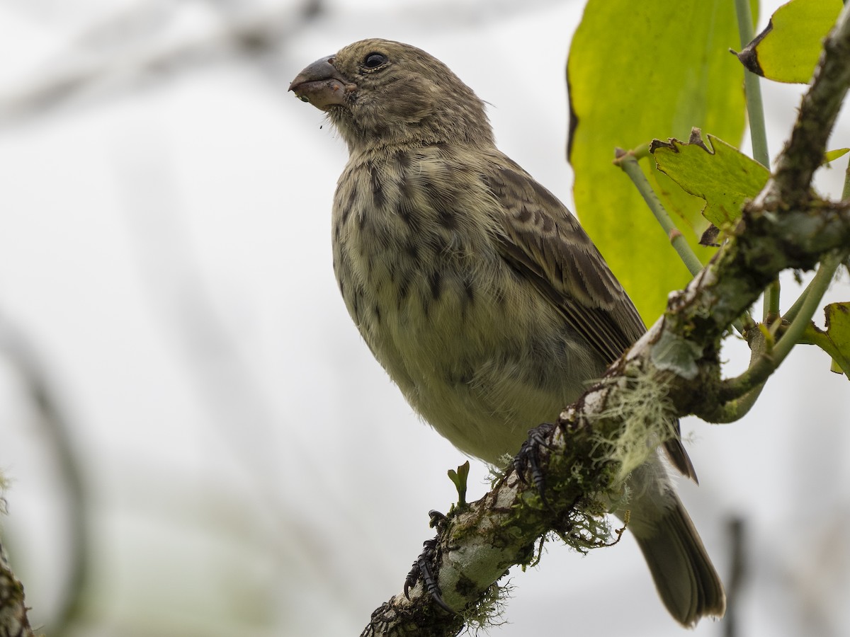 Medium Ground-Finch - Steven Hunter