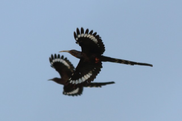 Green Woodhoopoe - David Howdon