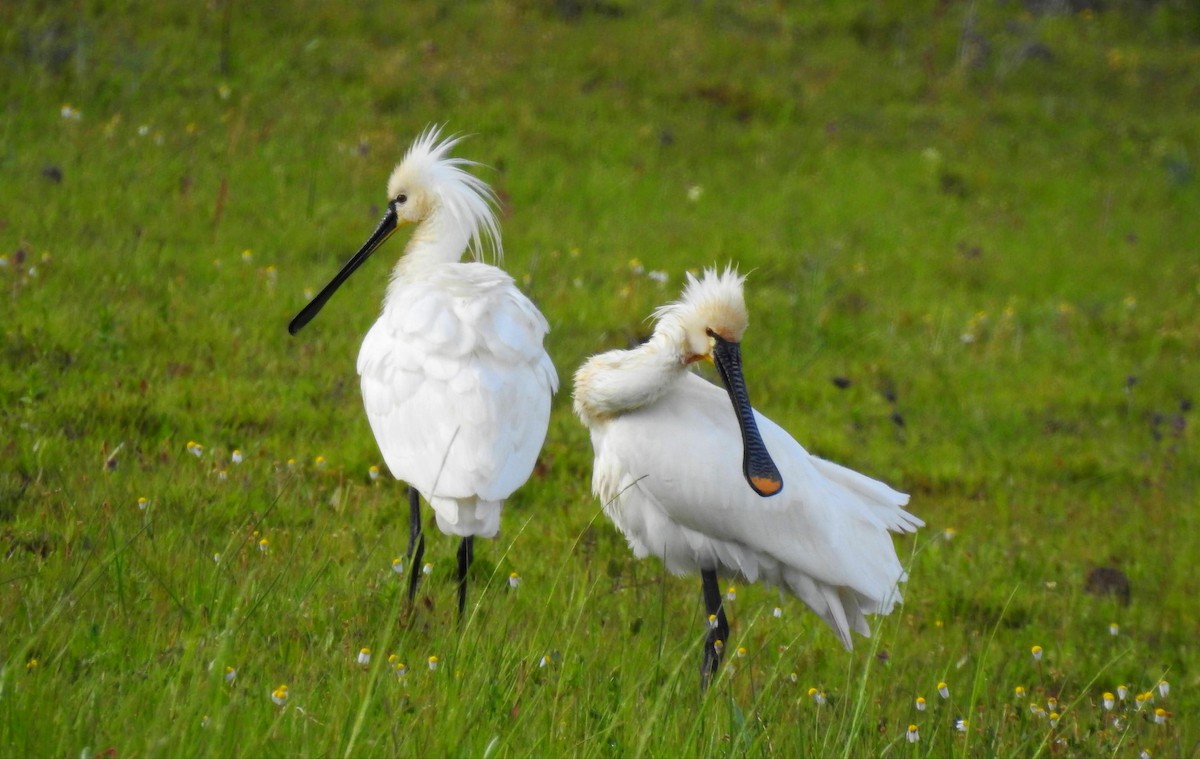 Eurasian Spoonbill - ML615837146