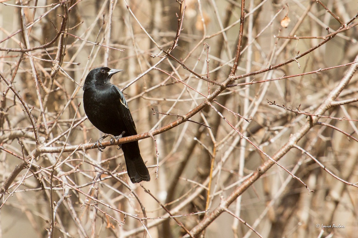 Red-winged Blackbird - ML615837170