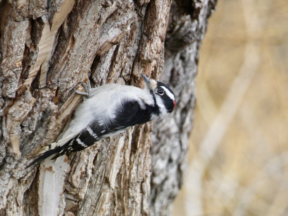 Downy Woodpecker - ML615837191