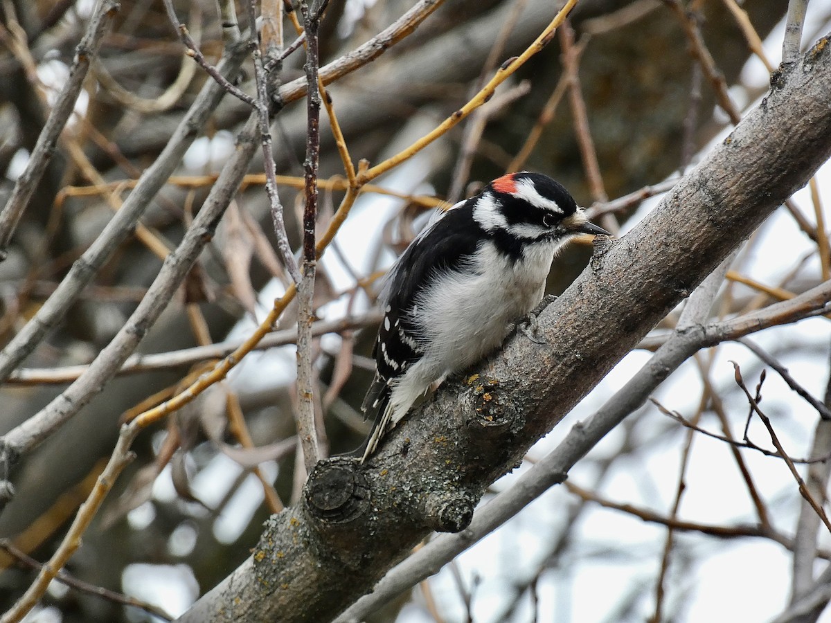 Downy Woodpecker - ML615837192