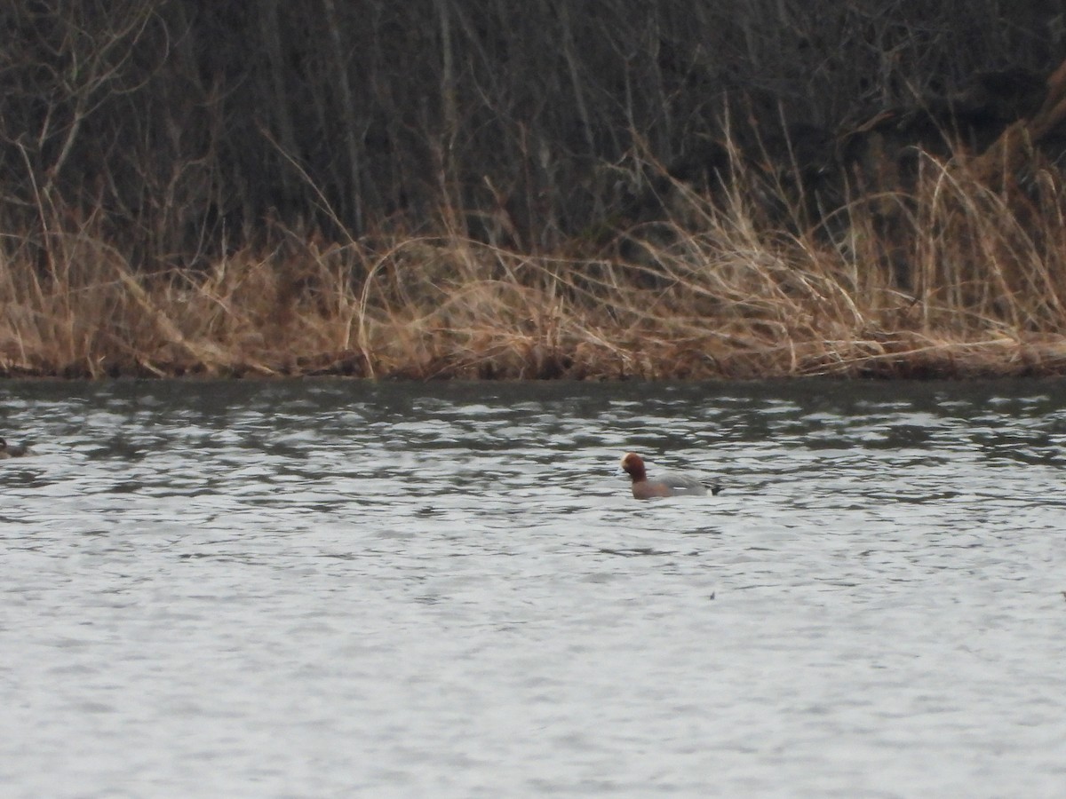 Eurasian Wigeon - ML615837210