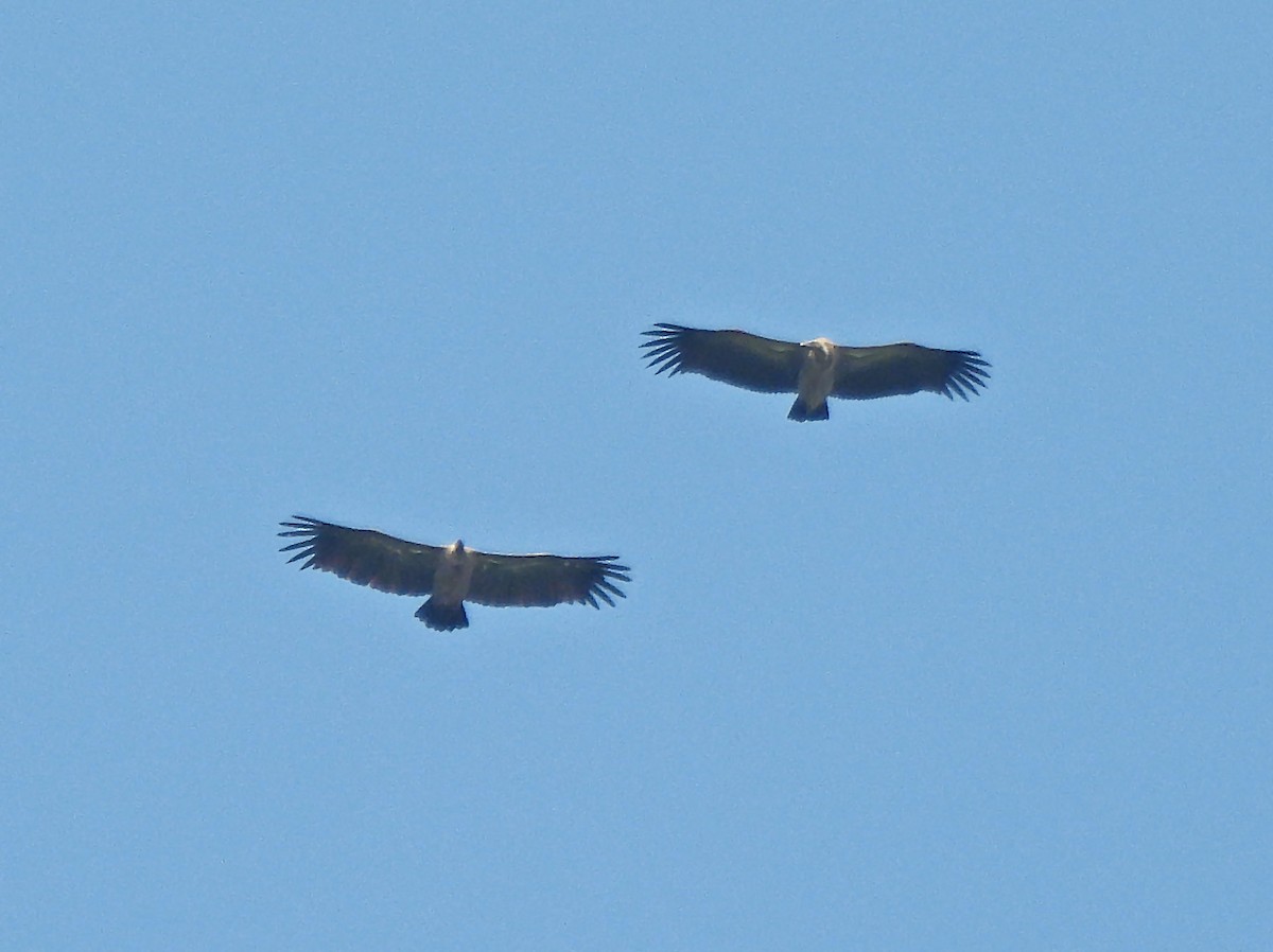 White-backed Vulture - ML615837227