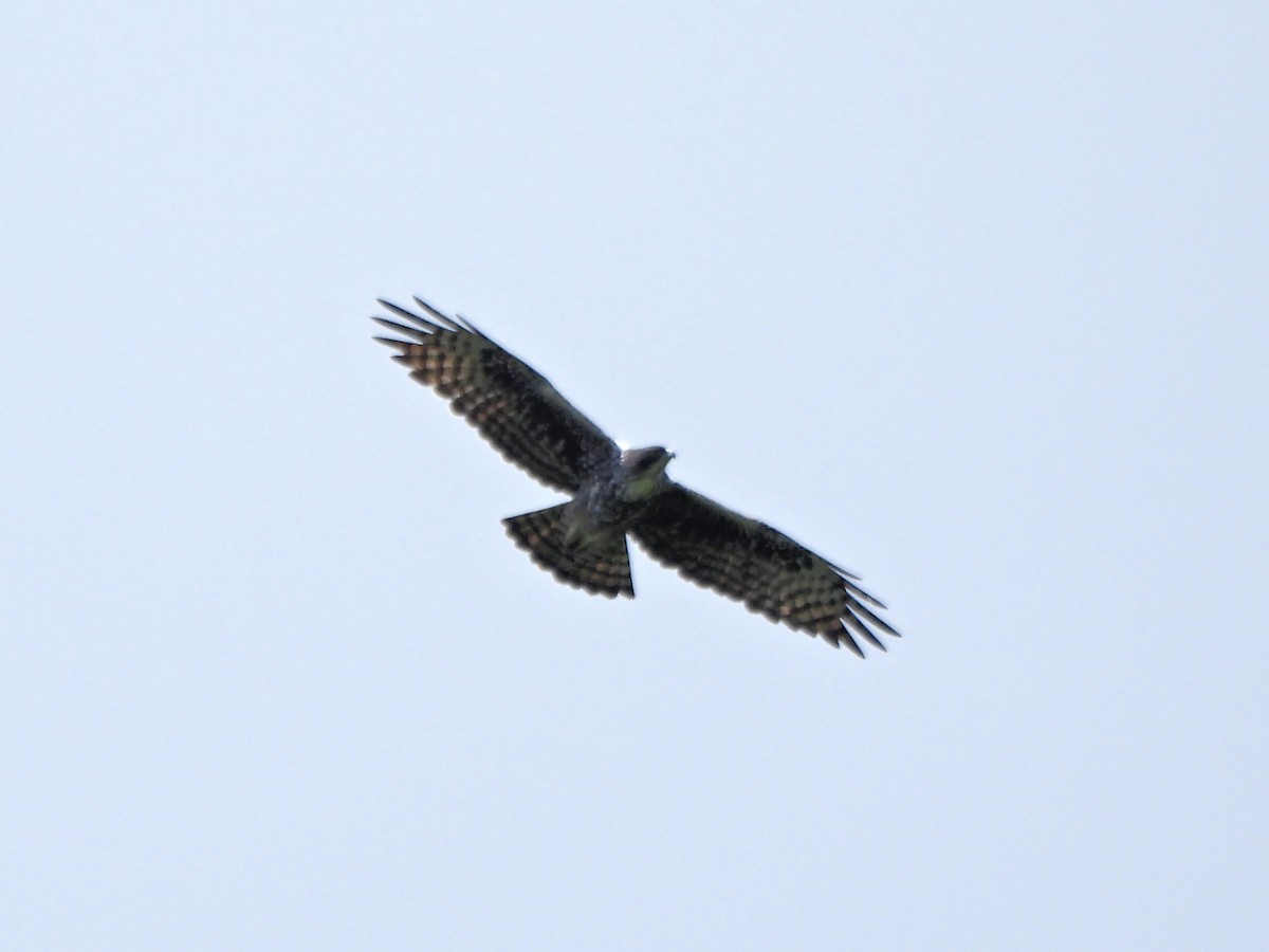 Ayres's Hawk-Eagle - Teresa Cohen