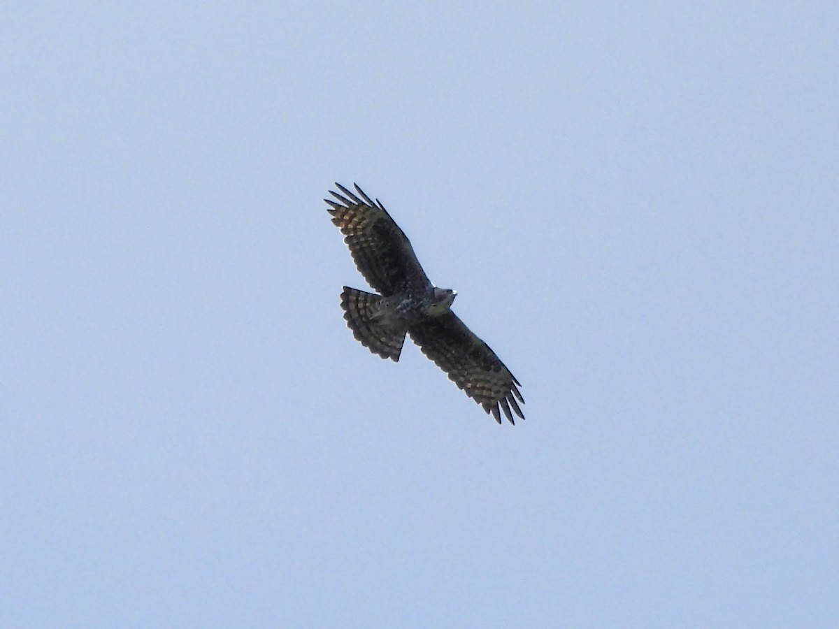 Ayres's Hawk-Eagle - Teresa Cohen